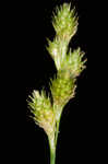 Greenwhite sedge